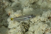 Cheilodipterus isostigma-Praslin Anse petite cour-7m-20190611nuit-Denis-ADER-DSC_9299_tn